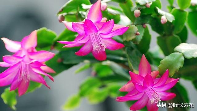 小型观花植物:有哪些适合秋冬观花的室内植物？