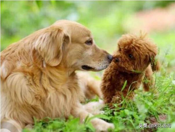 哈士奇和杜宾犬打架谁会赢呢:哈士奇除了有“拆家”的缺点外还有什么优点？ 哈士奇和杜宾犬打架