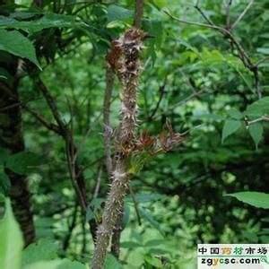 如果在贵州遵义做刺老芽野蔬,你们会购买吗？