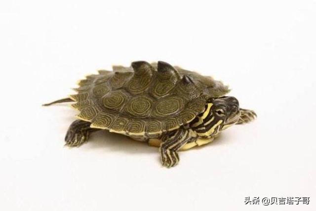 地图龟:地图龟属于水龟还是陆龟？
