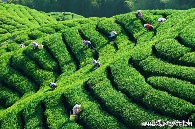 不在高山上就种不出好茶吗，许多地方正在采摘茶叶，问：是山区野茶好还是家里种的茶叶好