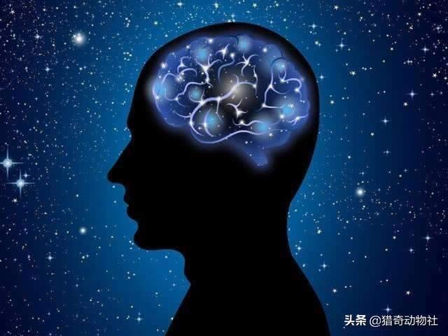 直立行走的狗 腾讯:如果没有灵长类，下一批进化智慧的会不会是犬类？