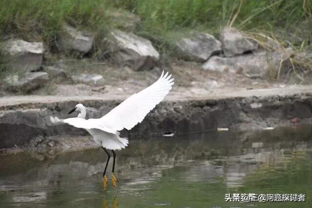 下鸟啦网:蔬菜地里好多鸟会吃菜，该怎么防治呢？