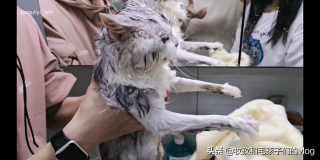 明堂养猫记第三集:面积小的房间适不适合养猫？猫真的很臭吗？