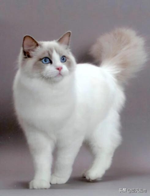 哈尔滨布偶猫价格多少钱一只:三年的同学布偶猫收我5000值得买吗？