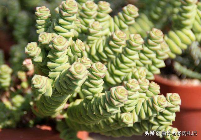 茜之塔开花后怎样处理:多肉植物钱串和茜之塔开花怎么处理？