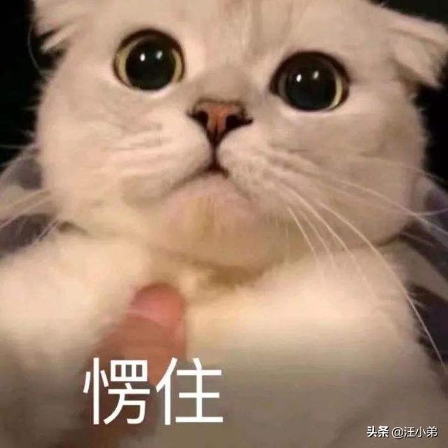 英短猫的耳螨是什么:可以用小吸尘器把猫咪的耳螨吸出来吗？要注意什么？