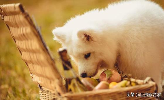 头条问答 大白熊犬和萨摩耶有什么区别 6个回答