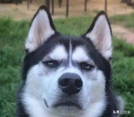 宠物狗的名字:宠物狗，拉布拉多好还是哈骑士好？ 宠物狗名称大全及图片