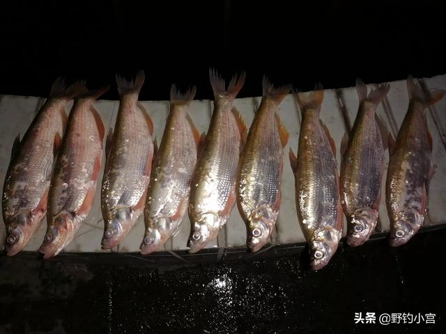 亳州短脚长身梗犬多少钱一只:现在这个温度，用什么饵料能快速钓白条？