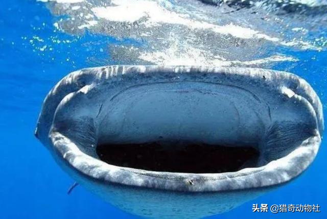 蓝鲸吃什么，蓝鲸真的能吞一头大象和人吗人被鲸鱼吞下会是一种怎样的体验