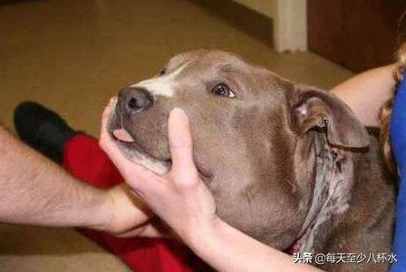 狗狗四肢无力后来又好了:泰迪犬四肢无力，该怎么办？