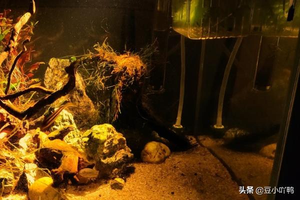 观赏鱼养殖技术书:饲养热带观赏鱼需要哪些设备与用品？