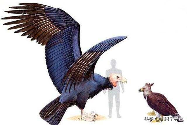 巨骆驼蜘蛛:史上最大的鹰，阿根廷巨鹰，真的能以狮子为食吗？