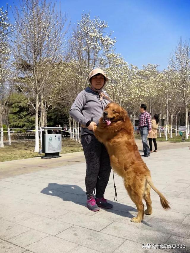 狗狗健康成长100问:除了狗粮，吃什么食物可以给狗狗健康？