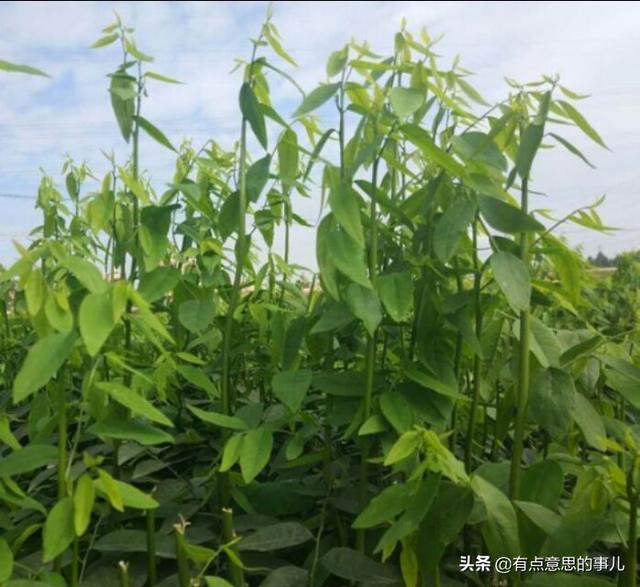 华南农村的树仔菜怎么做好吃，农村里这种藤蔓植物叫什么好像可以挖它的根块做药材