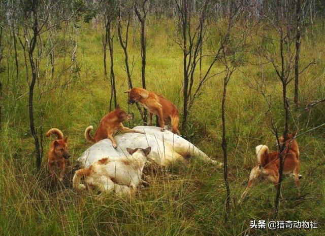 澳洲野狗vs鬣狗:狼和野狗哪个野外独立生存能力强、寿命长？