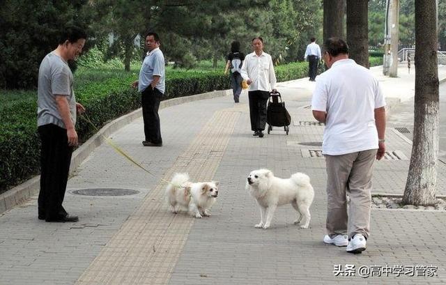 狗狗绊倒八旬老太相关新闻:老人被狗绊倒导致死亡，现在为啥一边倒认为12岁女孩是无辜的？