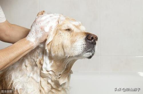 怎样养宠物狗金毛:一个月大的金毛犬该怎样喂食？