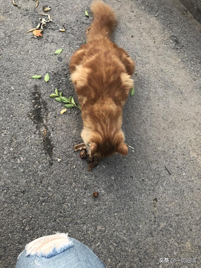 怎么判断自己家猫品种:怎么看猫咪是流浪猫还是家养猫？