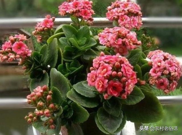 长寿花的繁殖方法大全:长寿花土扦插和水扦插哪个好？