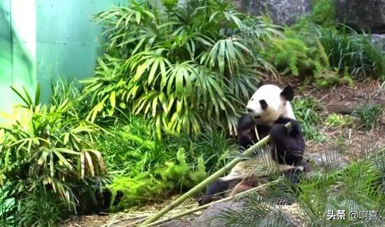 明天去看国宝！好激动！怎么跟熊猫打招呼？