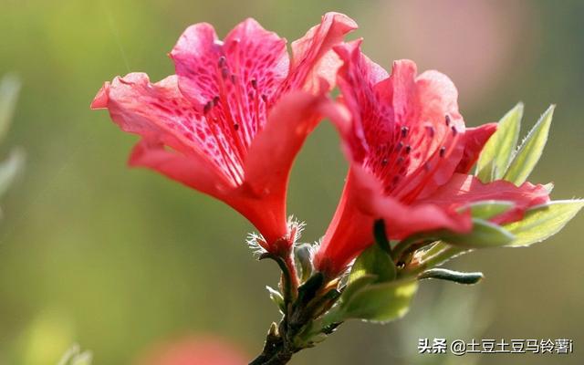杜鹃花夏天怎么养:杜鹃花怎么养，花蕾期施什么肥？