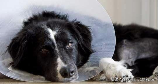 莱姆病症状有什么:抗莱姆病有什么真症状 引起狗狗肾衰竭的原因有哪些？该怎么预防？
