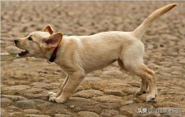 如何训练狗的胆子:为什么有的狗狗胆子那么小？