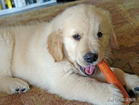 减肥边境牧羊犬吃什么:不吃东西的边境牧羊犬可以喂什么？