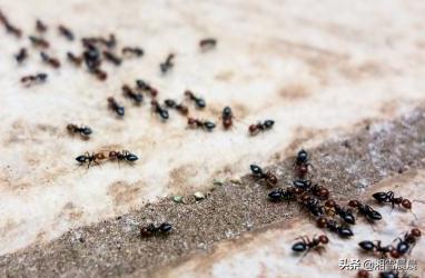 法老蚁爬过食物能吃吗:家中（厨房）有蚂蚁怎么办？