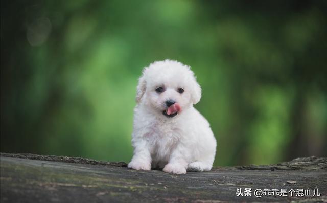 狗狗每晚都过来上我图片:强奸犯晚上去女人家实行强奸，被女人家的狗咬死，女人是否犯罪？