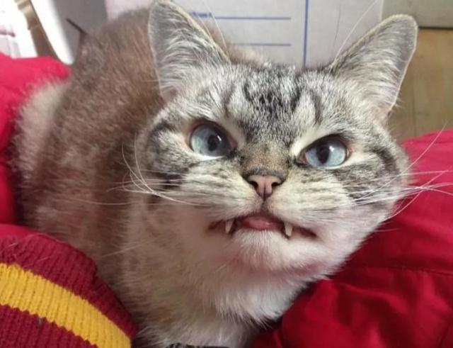 养黑猫的灵异事件:不让猫靠近遗体的说法，究竟有何科学依据？属于迷信吗？