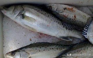 半米长的海鱼都有哪些图片:海钓鲈鱼什么时候最好？为何？