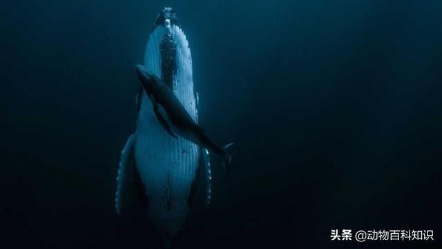 须鲸呼息图片:如果鲸鱼在海中被绑住，不让它上浮会不会憋死？