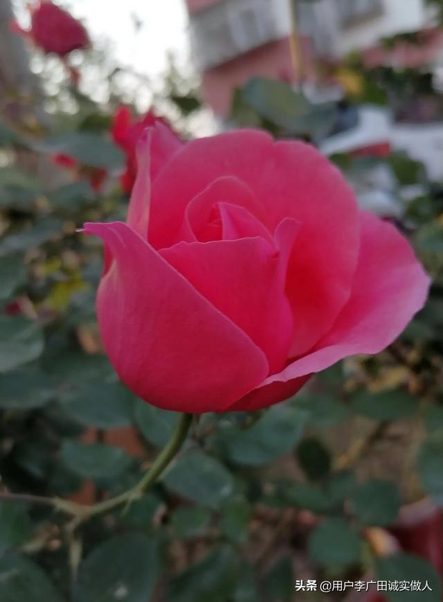 最香的几款月季品种是什么？插图51