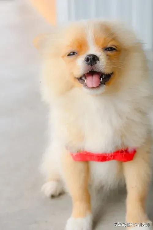 头条问答 你的爱犬每天需要睡多少个小时 个回答