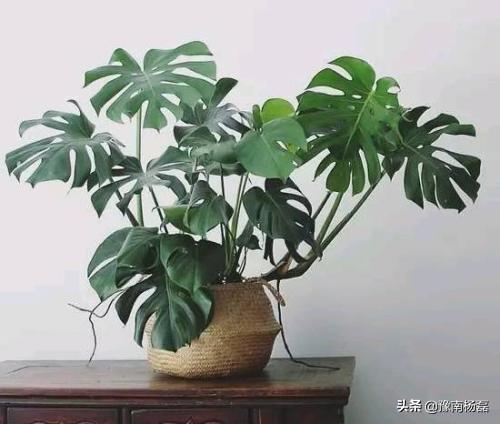 镇宅招财旺人的植物,家里养什么样的植物对身体最有益？