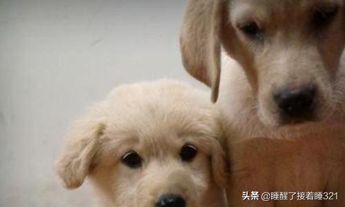 金毛犬的喂养:金毛犬饲养7大注意事项？