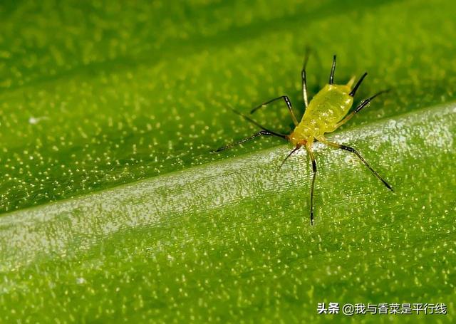 小珊瑚,珊瑚豆叶子出现白点怎么办？