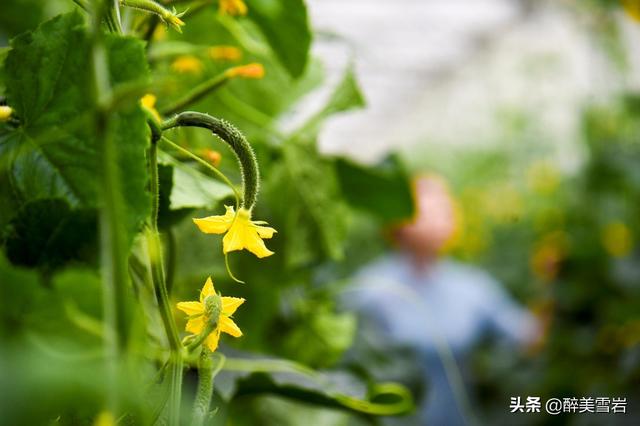 绝育黄瓜会开花吗:室内盆里播种黄瓜多久出芽 黄瓜栽种时为什么会出现有花无瓜现象？有什么补救措施？