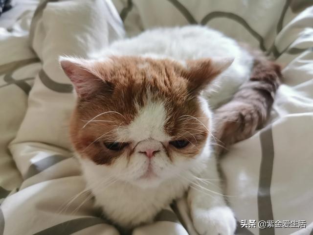 养宠物猫咪:养宠物猫，应该注意什么？一个月大概多少消费钱？