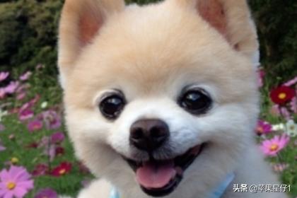 狗狗训练百科道客巴巴:怎么训练狗狗才是正确的方法？