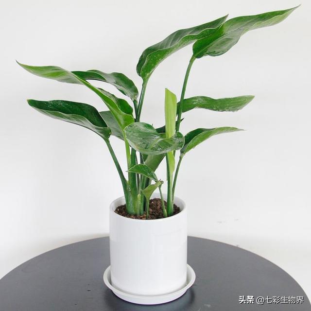 天堂鸟花语:天堂鸟这花怎么样啊？我家的总是烂叶，该怎么办？