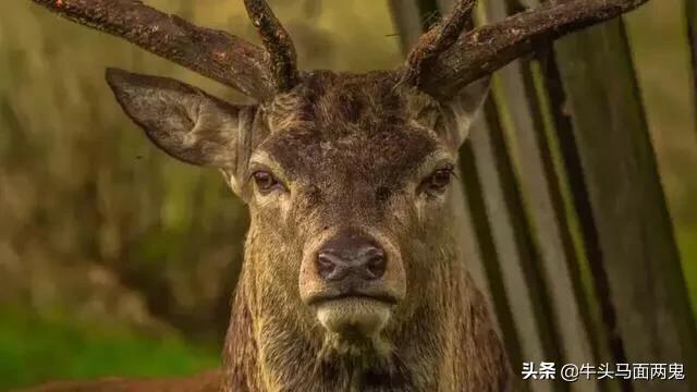 僵尸病毒:新冠病毒变异这么快，是否会变异成丧尸病毒？