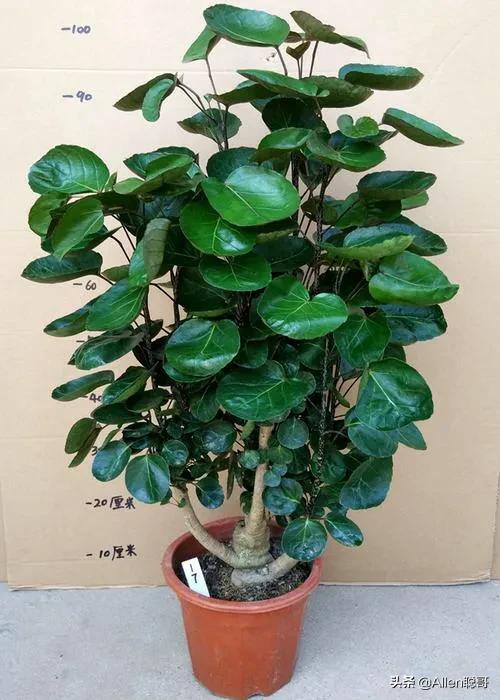 头条问答 - 钱多多盆栽怎么养?(42个回答)