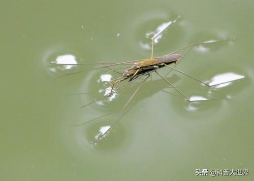 农村这种叫沙牛的昆虫是什么，农村水边常见的一种昆虫，会“水上漂”浮于水面，它到底是什么