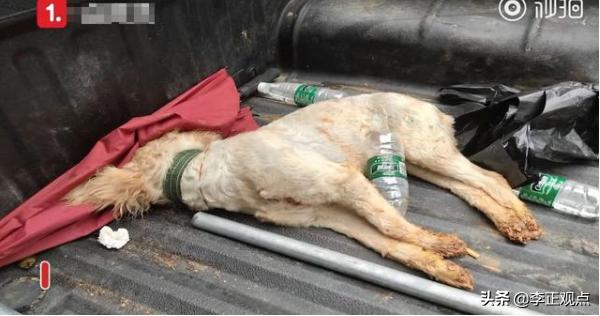 犬打:把家里的泰迪小狗给揍了，它两天没吃东西了该怎么办？
