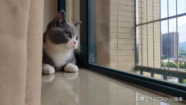 帕拉斯猫为什么不能养:问，猫爱咬人这猫能养吗？ 帕拉斯猫