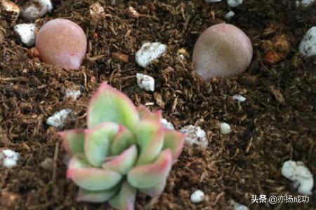 条纹十二卷爆盆:硬叶十二卷类植物可以晒太阳吗？为什么一晒就变黑？